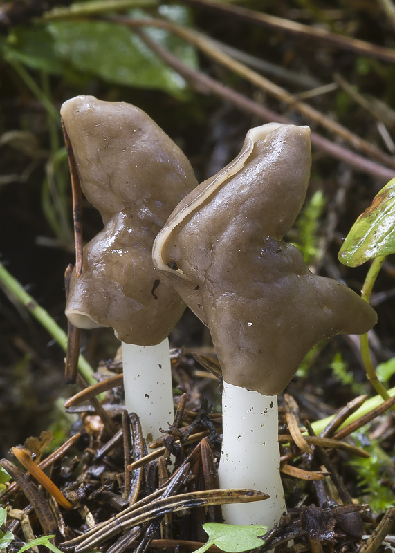 Helvella elastica